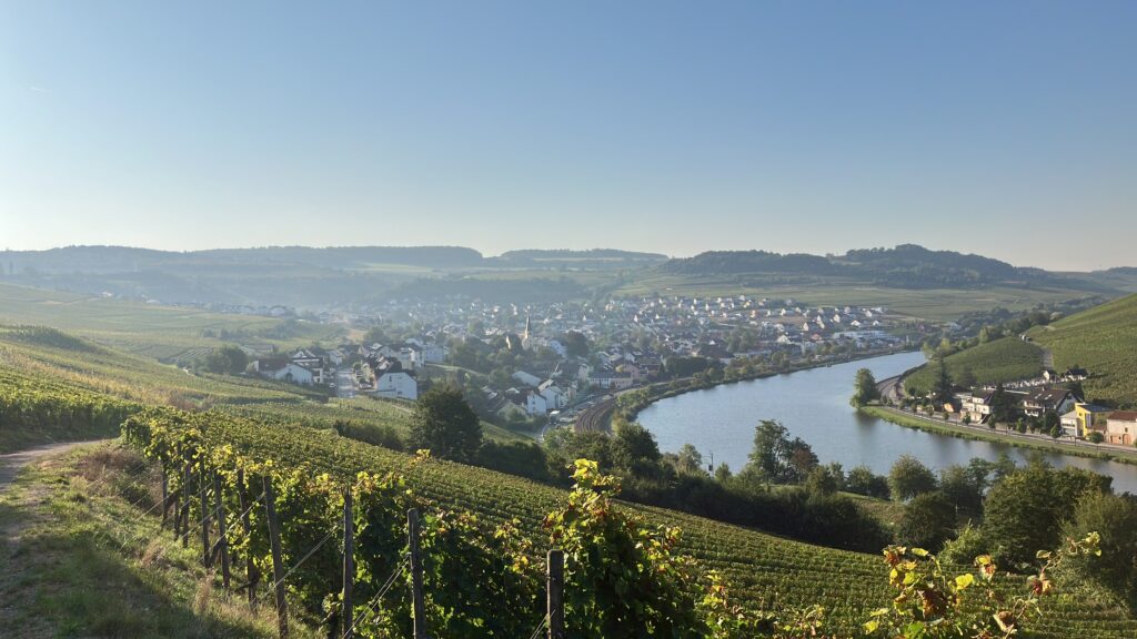 Weinjahrgang 2024 - Bild der Traubenernte vom Weingut Frieden aus Nittel an der Mosel